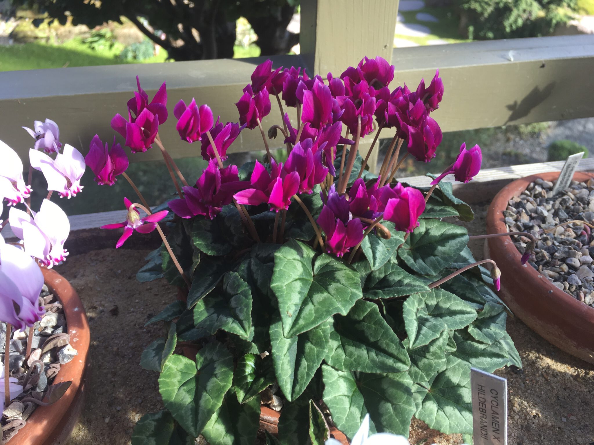 Cyclamen hederifolium very dark red purple