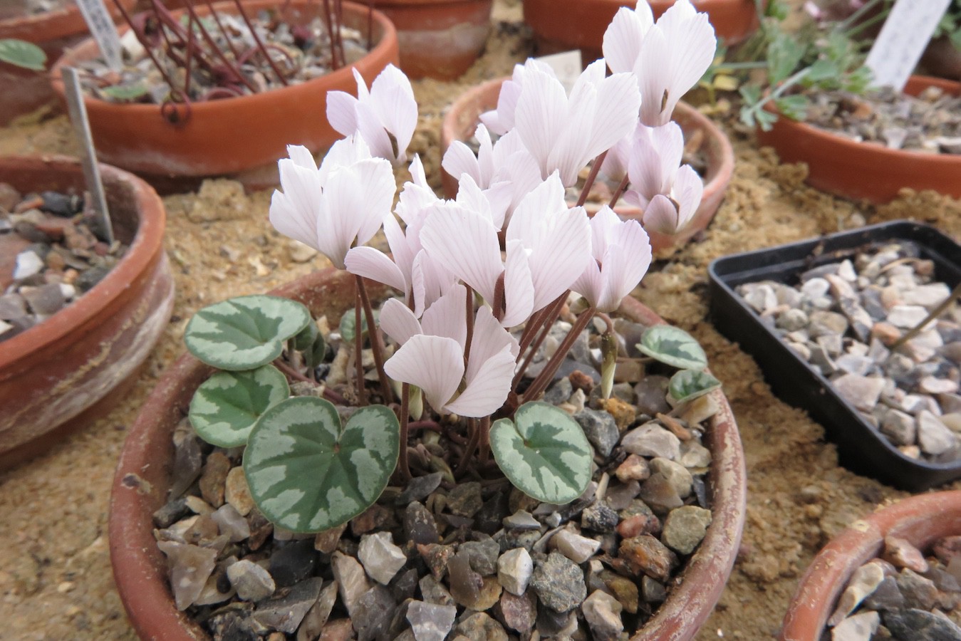 Cyclamen intaminatum variegated leaves