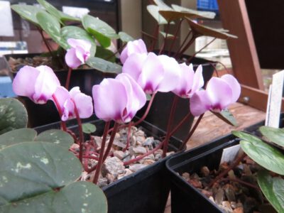 Cyclamen kuznetsovii