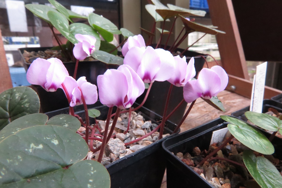 Cyclamen kuznetsovii