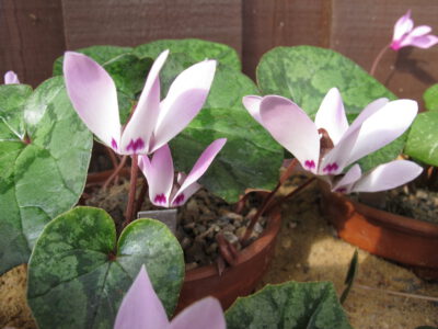 Cyclamen libanoticum