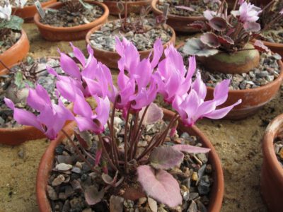 Cyclamen mirabile 'KIla'