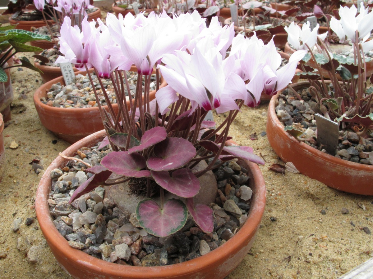 Cyclamen mirabile 'Tilebarn Anne'