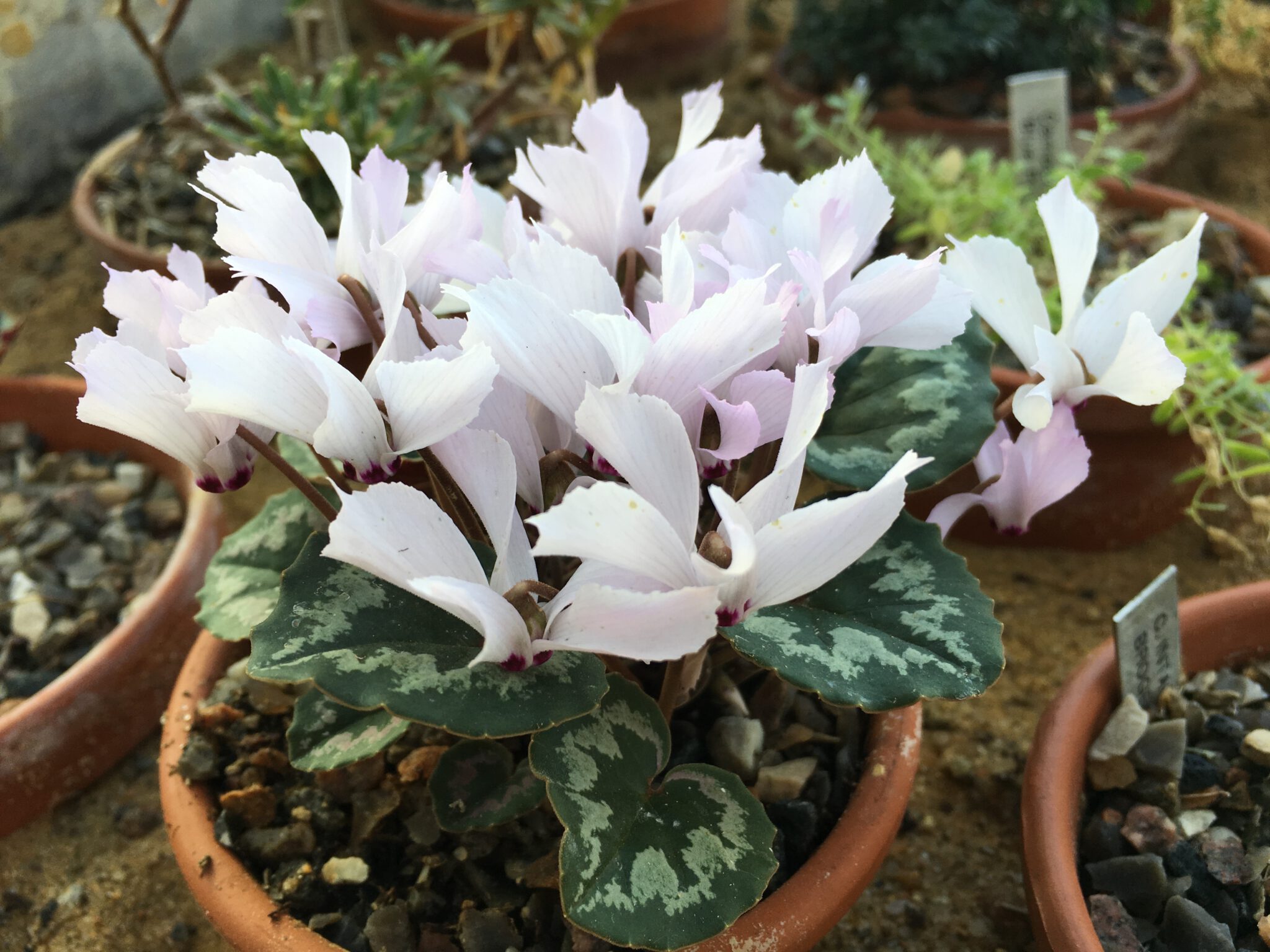 Cyclamen mirabile cse 0304T