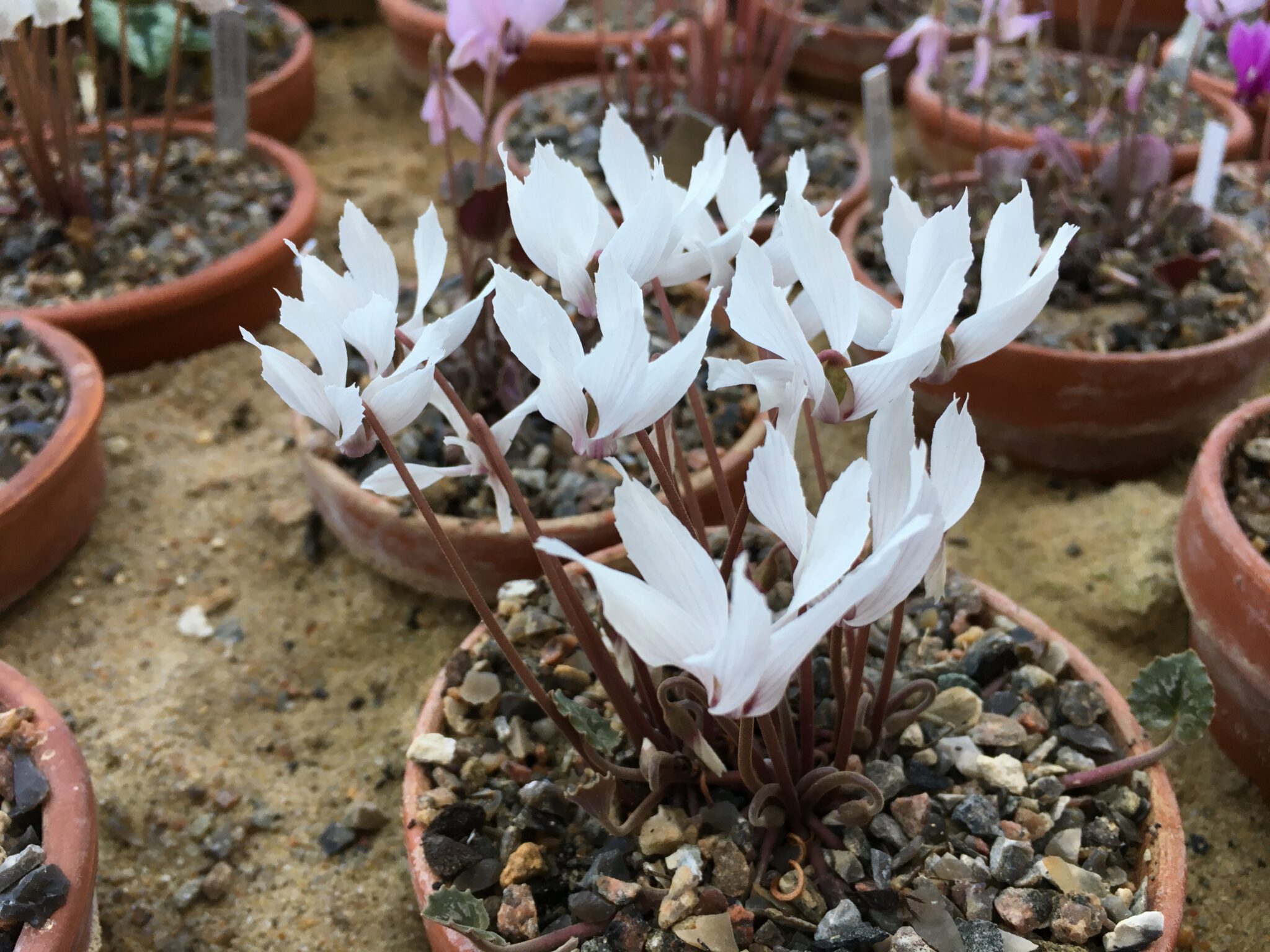 Cyclamen mirabile white