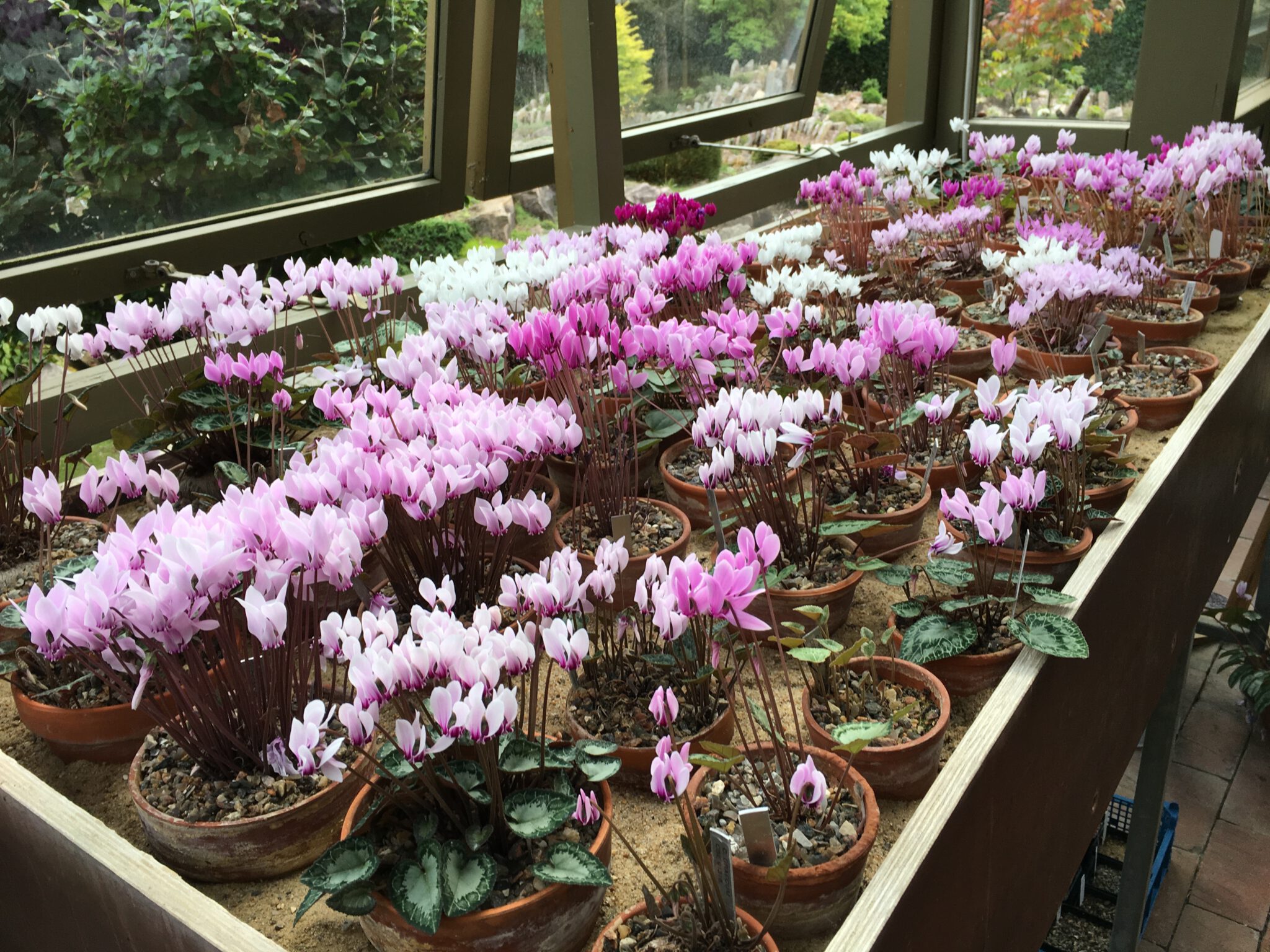 Cyclamen oversigt