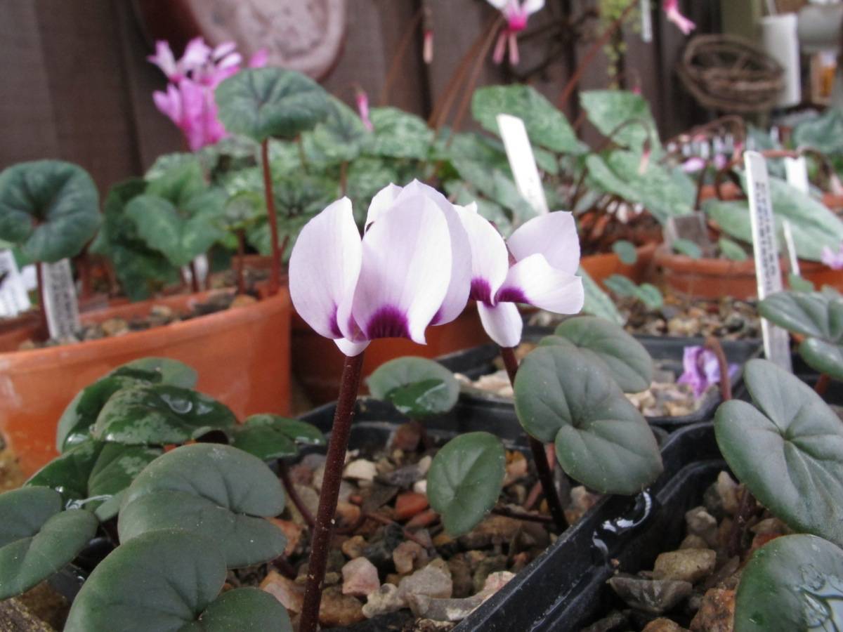 Cyclamen parviflorum