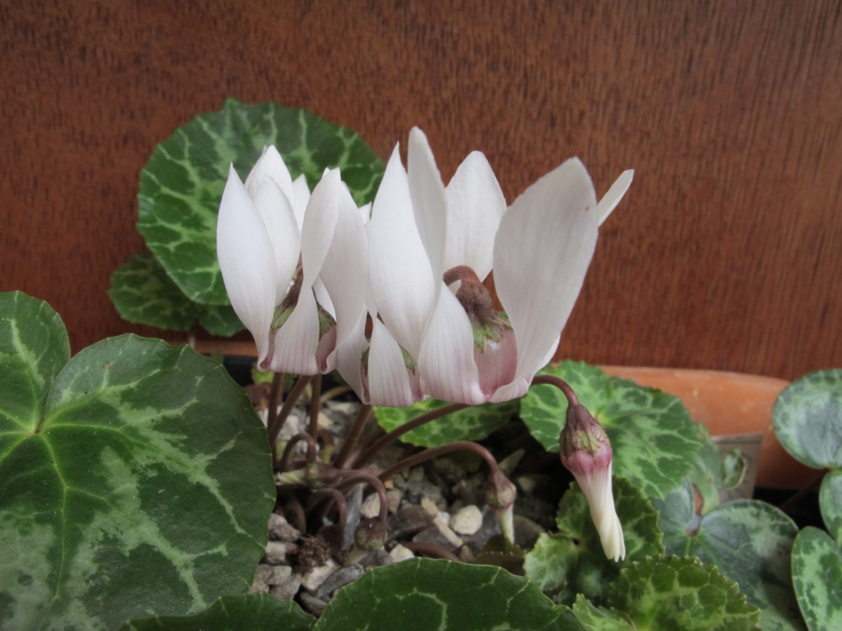 Cyclamen purpurascens album