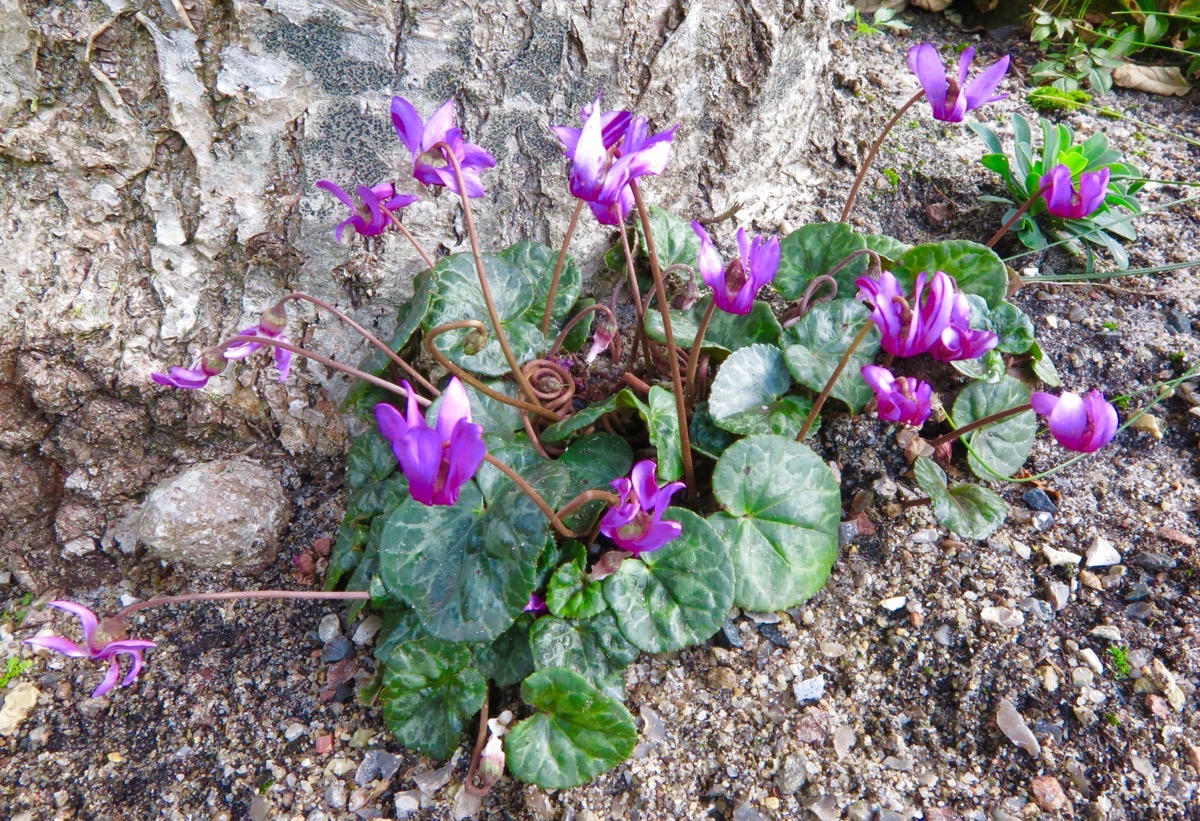 Cyclamen purpurascens ex Fatra