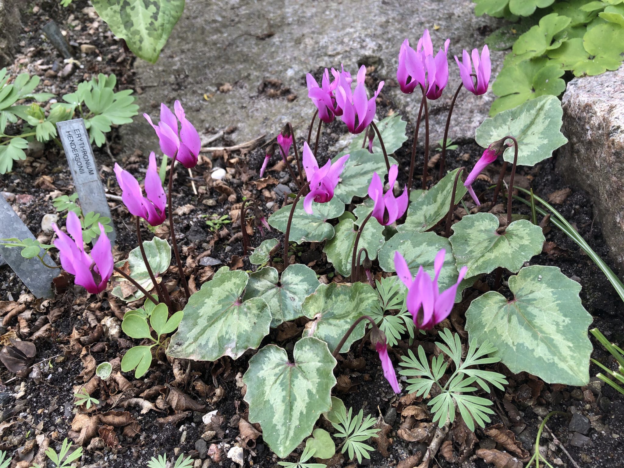 Cyclamen repandum