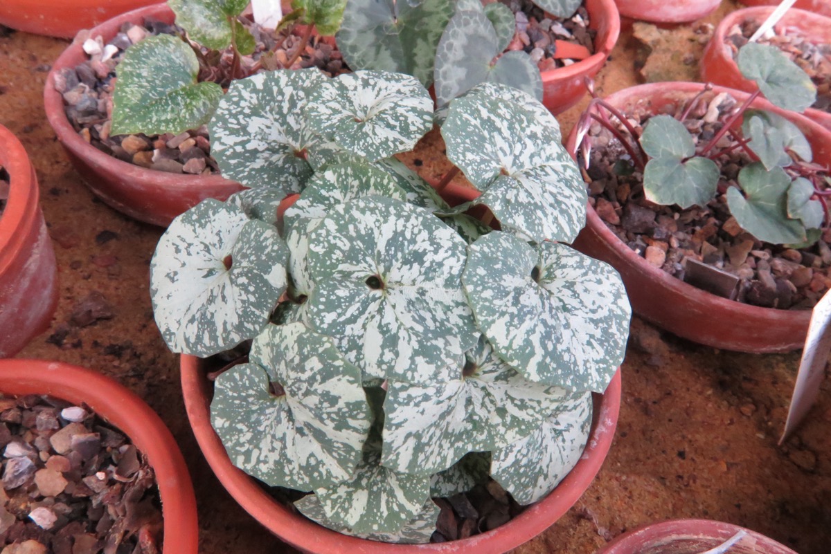 Cyclamen rhodium vividum