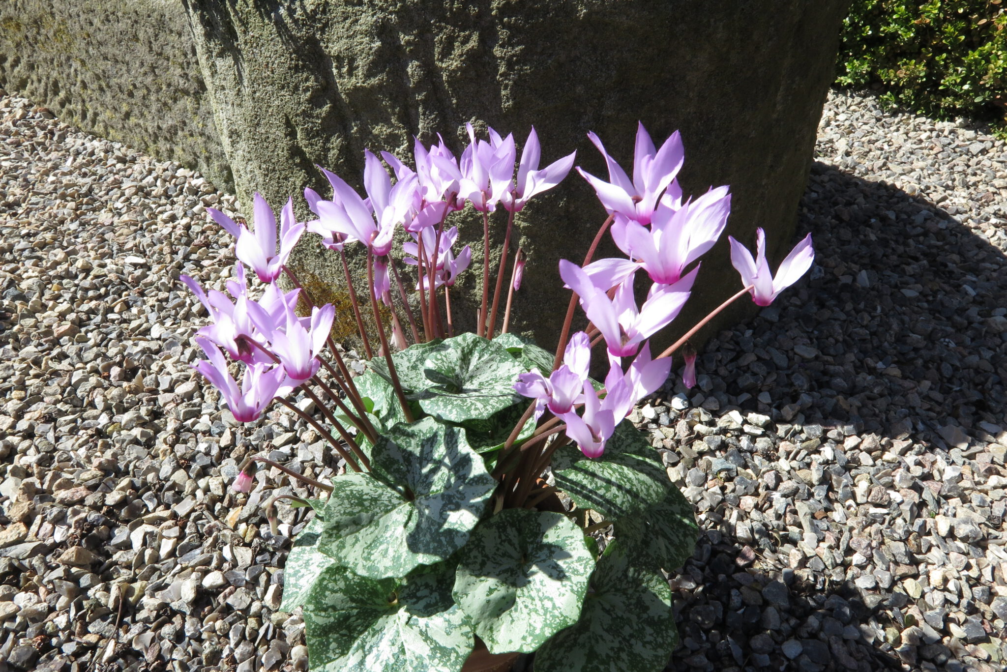 cyclamen rhodium vividum ex cse cs