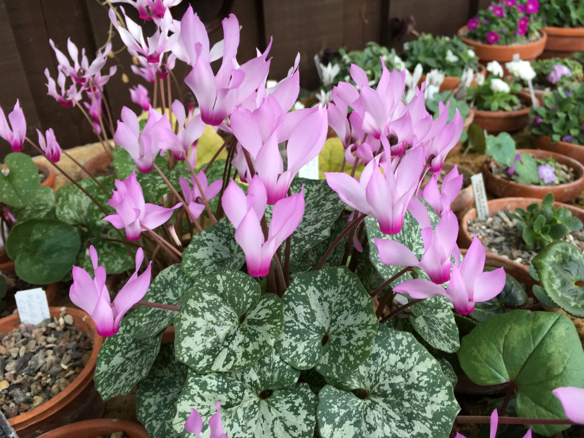 Cyclamen rhodium vividum ex cse