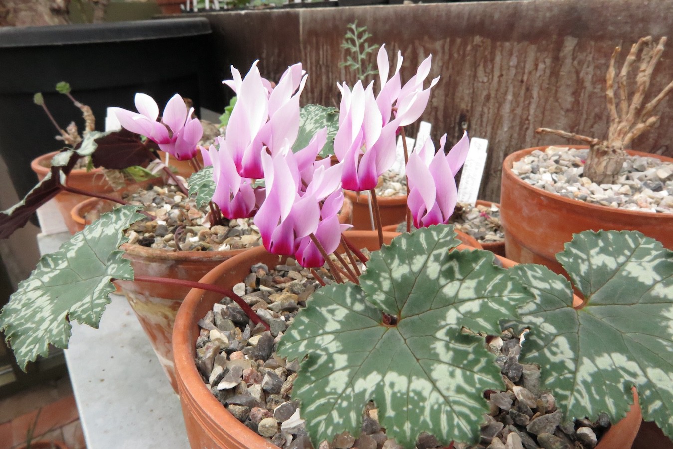 Cyclamen rohlfsianum