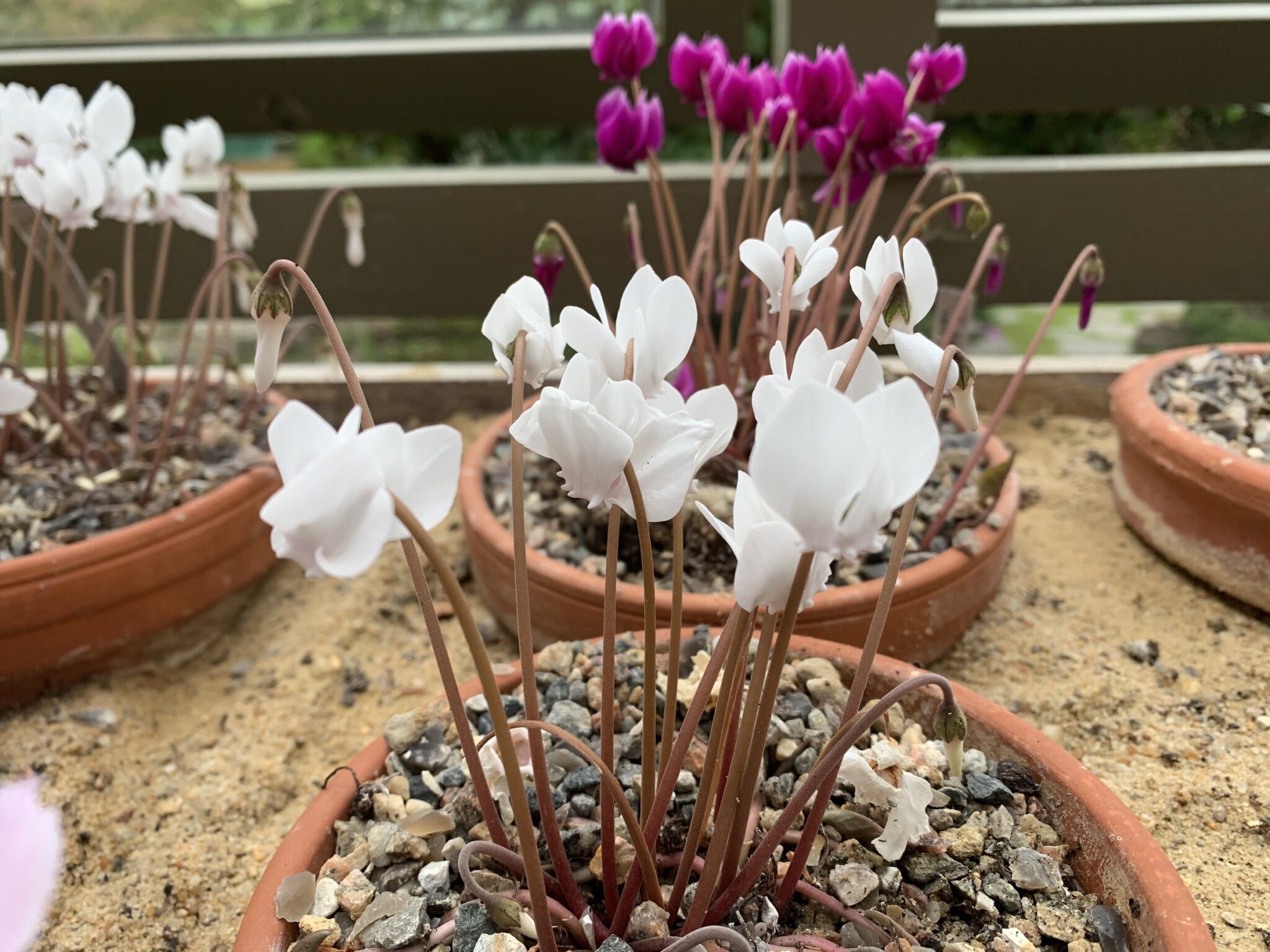 Cyclamen x hildebrandii