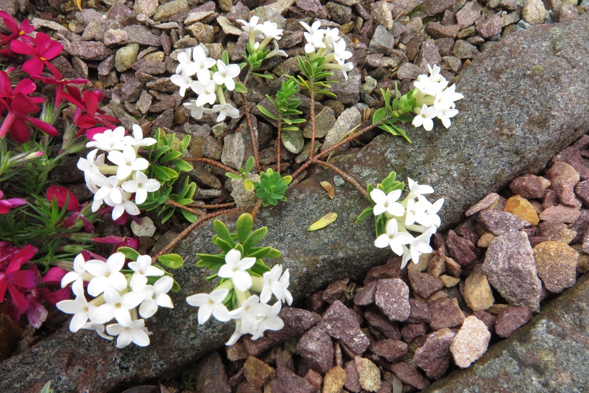 Daphne cneorum pygmaea alba