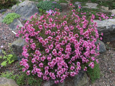 Daphne cneorum variegata