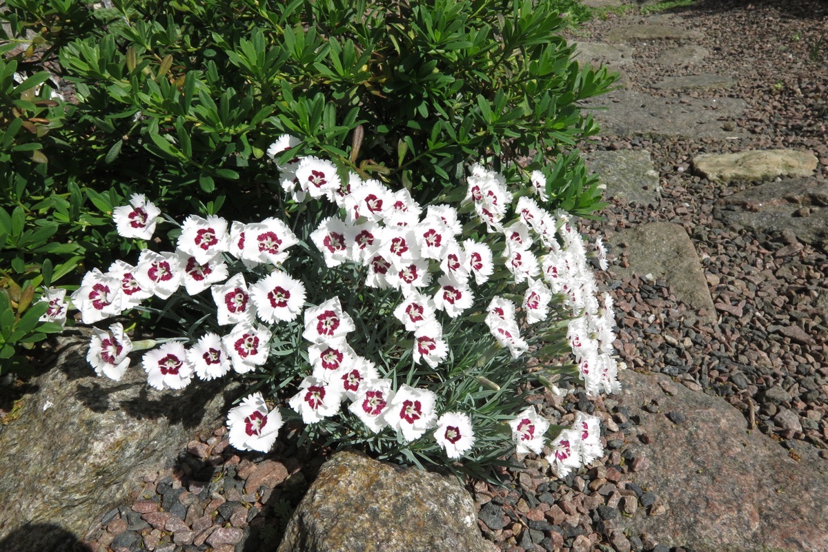 Dianthus starry eyes ab