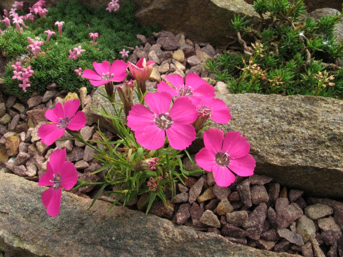 Dianthus furcatus