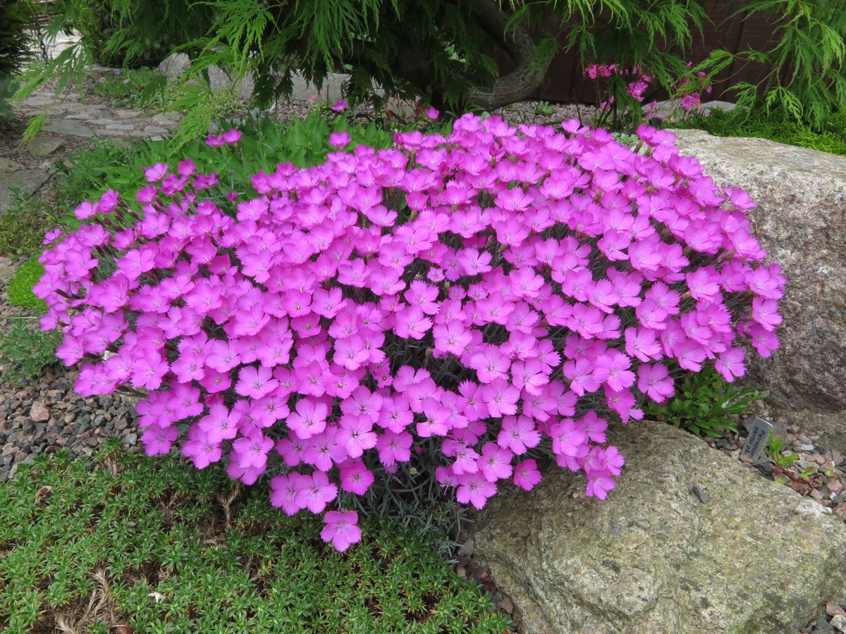 Dianthus gratianopolitanus