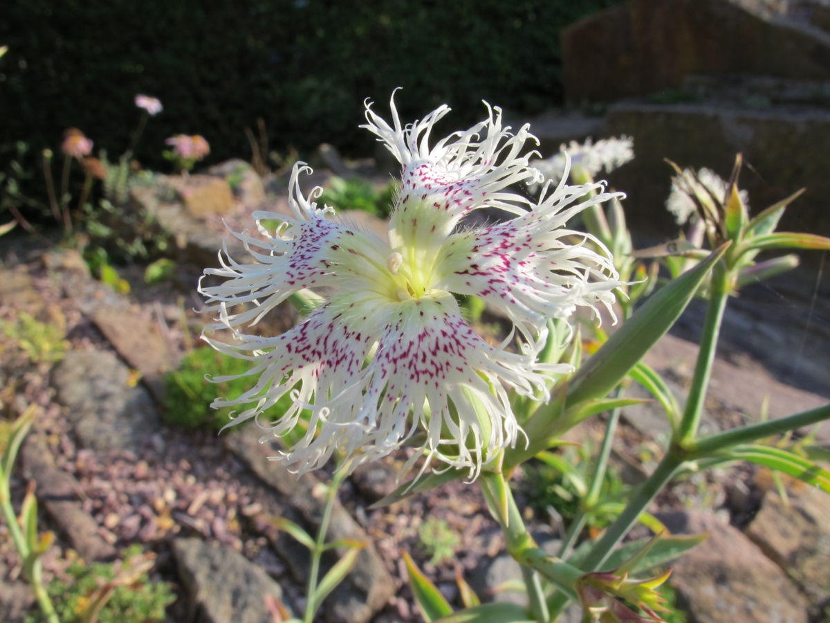 Dianthus libanotis IMG_6940_382013