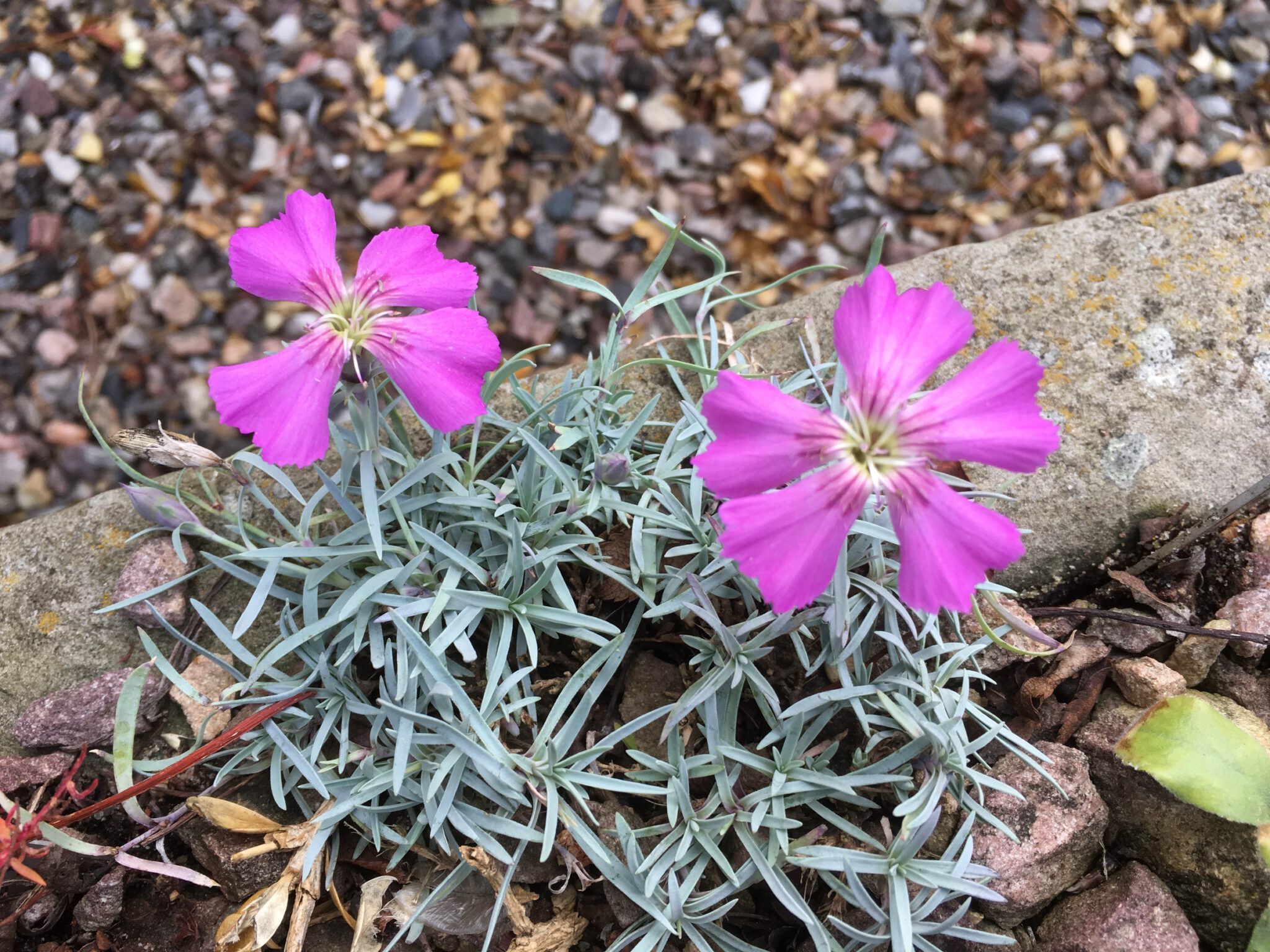 Dianthus repens