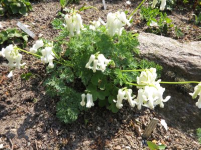 Dicentra 'Ivory Heart'