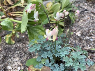 Dicentra 'Love Heearts' 20 IMG_6873