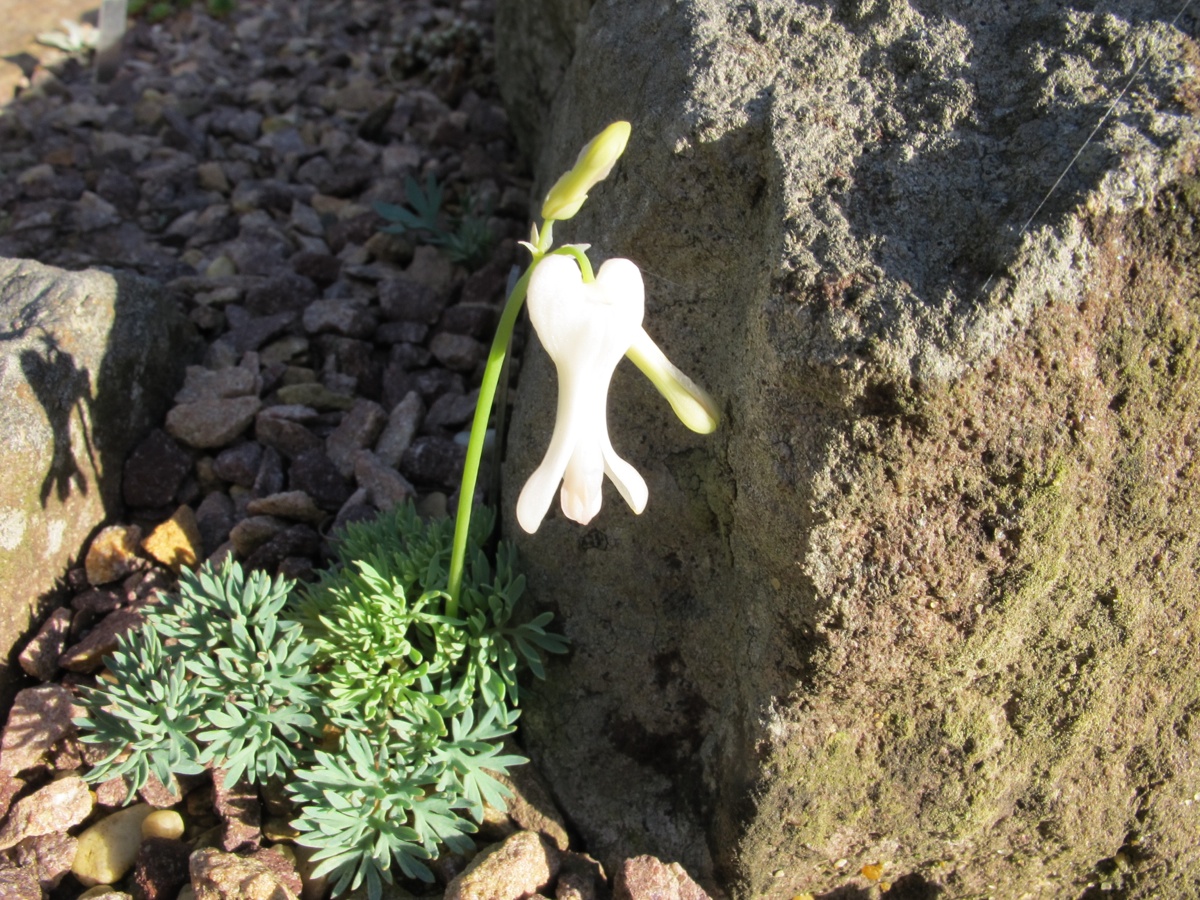 Dicentra peregrina alba