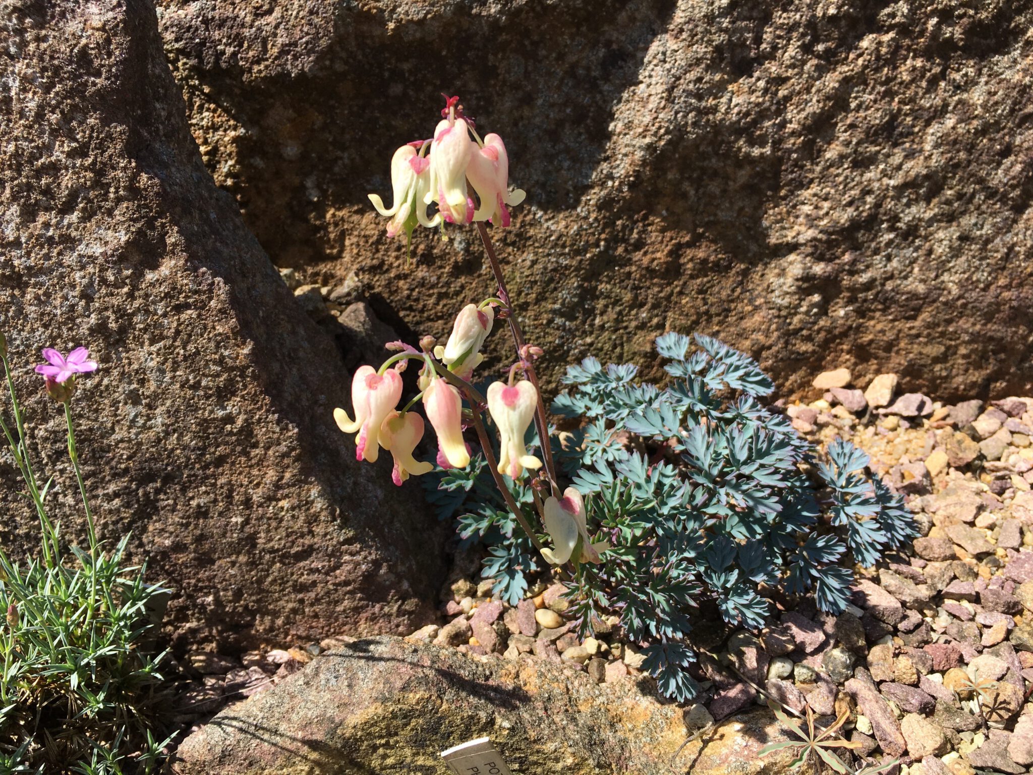 Dicentra x gothoburgensis 'Gullefjun Strain'