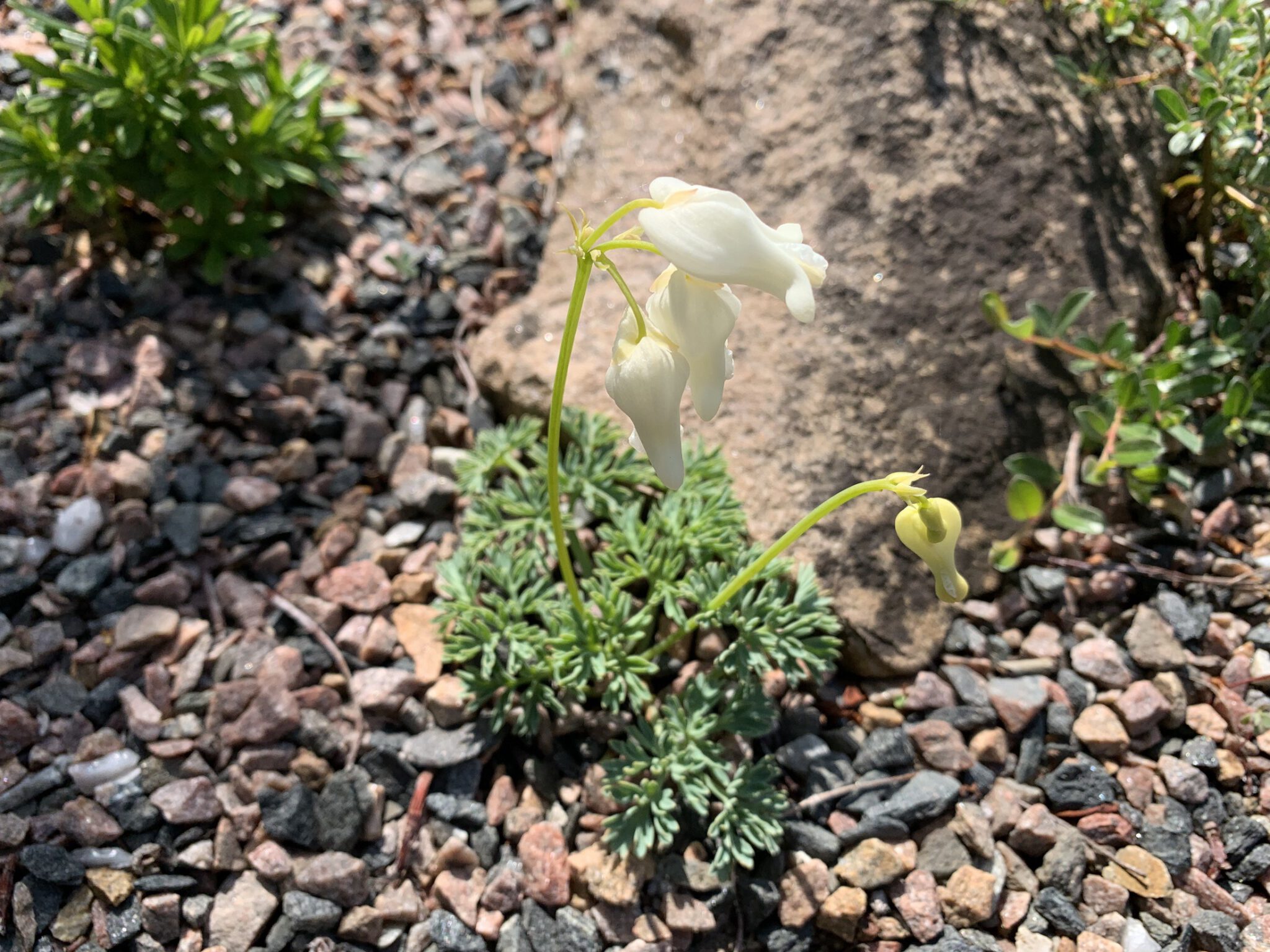 Dicentra x gothoburgensis alba gbh