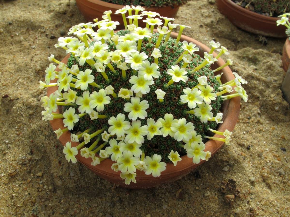 Dionysia 'Annielle'