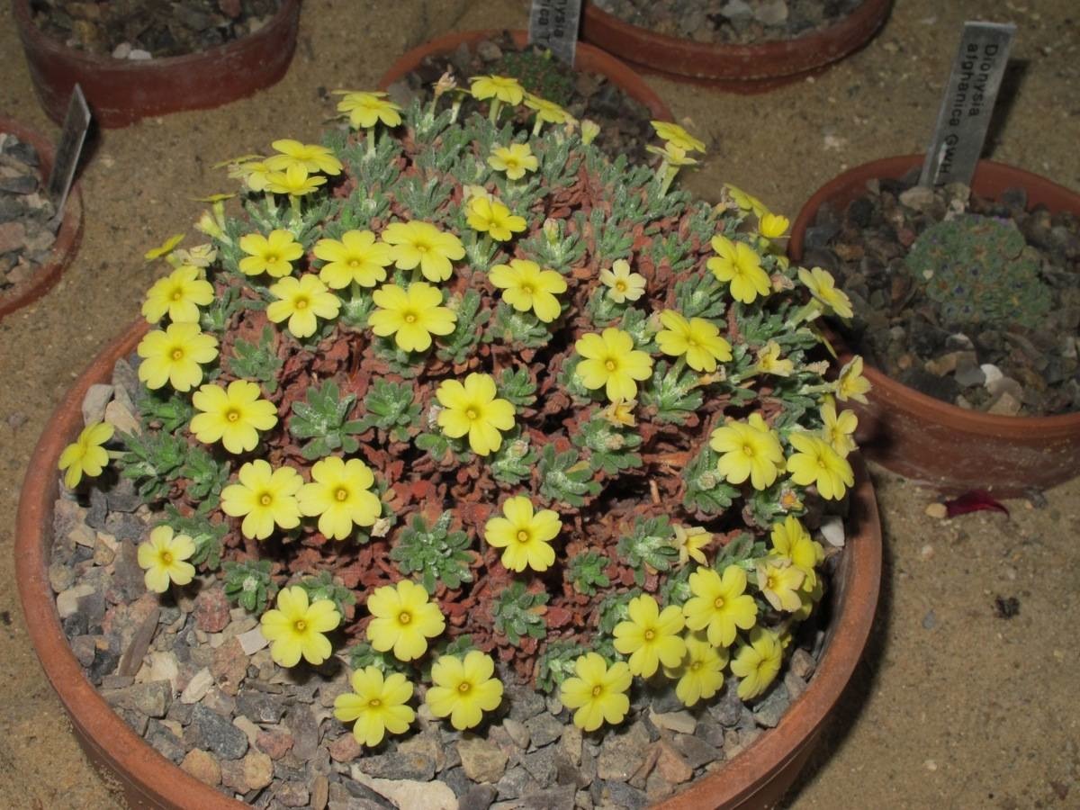 Dionysia 'Charlson Moonglow'