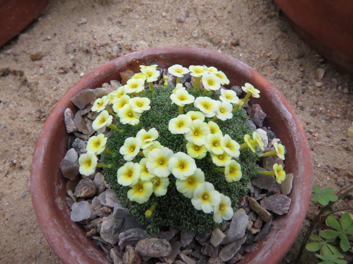 Dionysia 'Ewersley Iota'