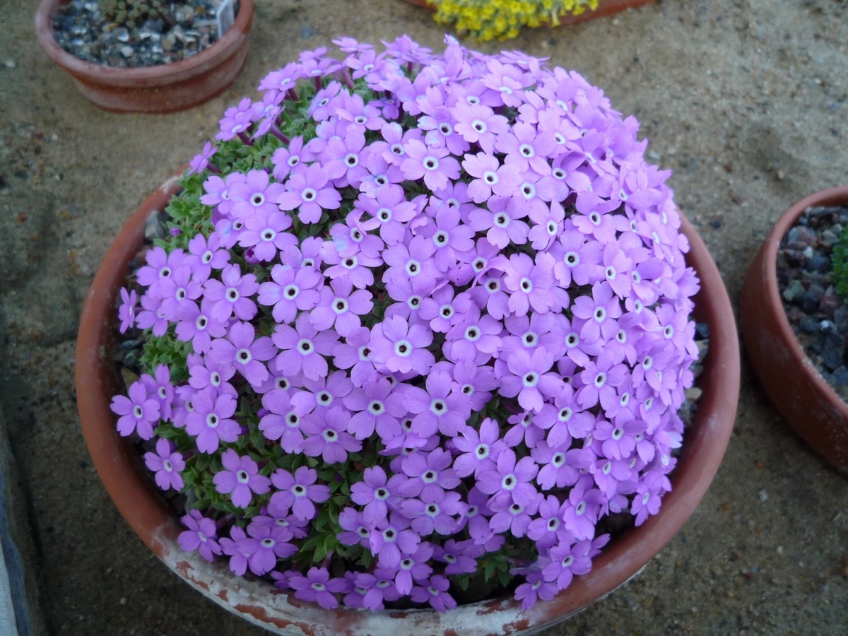 Dionysia 'Göteborg'