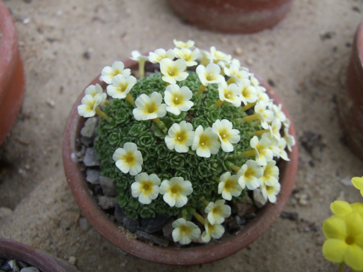 Dionysia 'Hale Bopp'