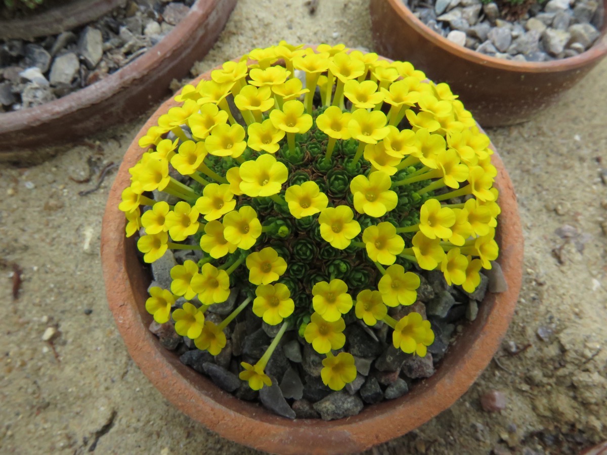 Dionysia 'Inkagold' MK 0353/2