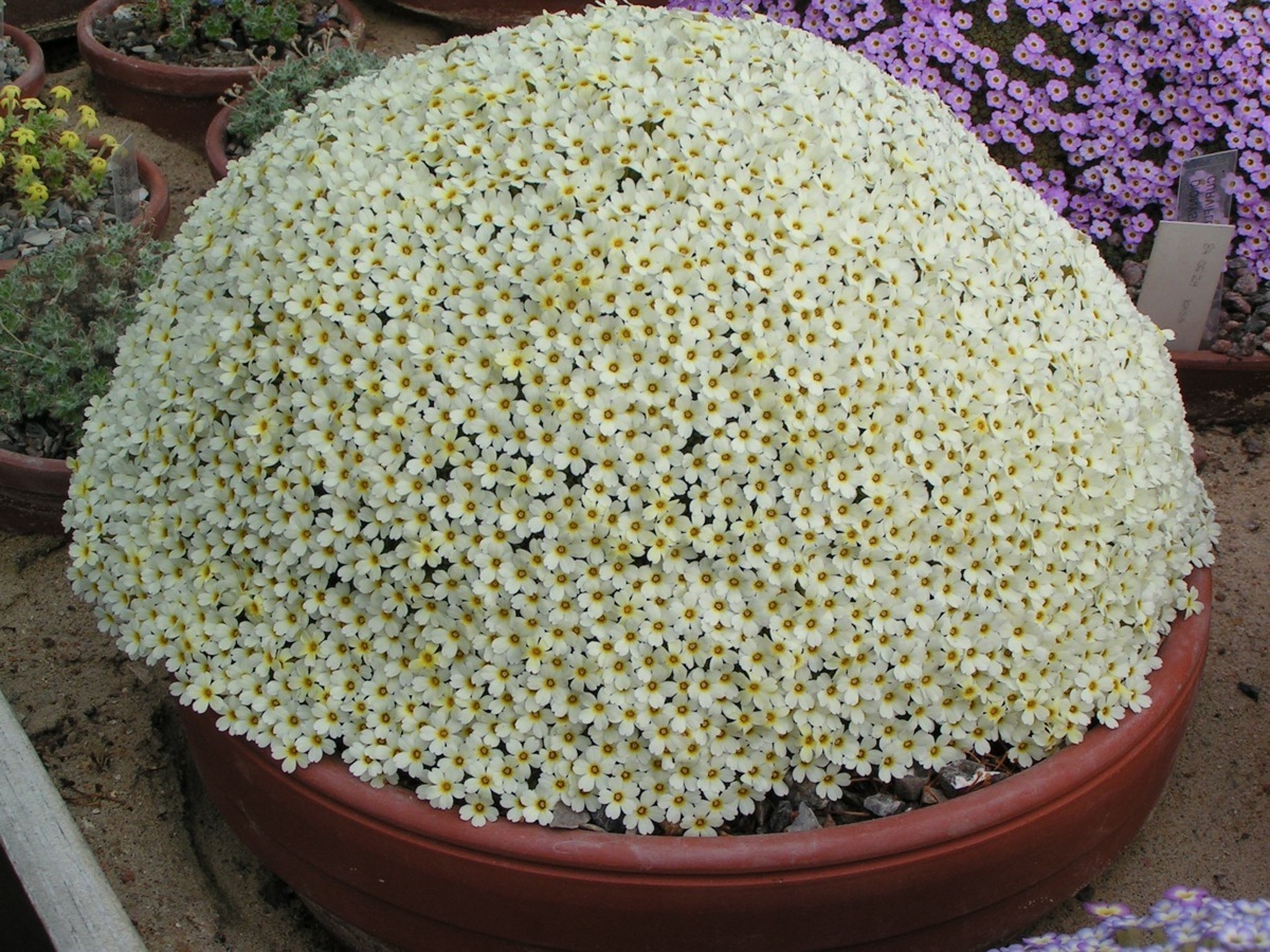 Dionysia 'Monika'