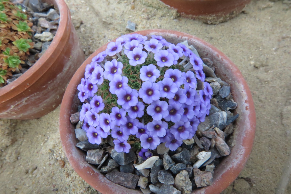 Dionysia 'Zdenek Zvolanek'