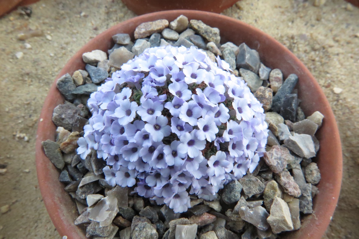 Dionysia afghanica GWH