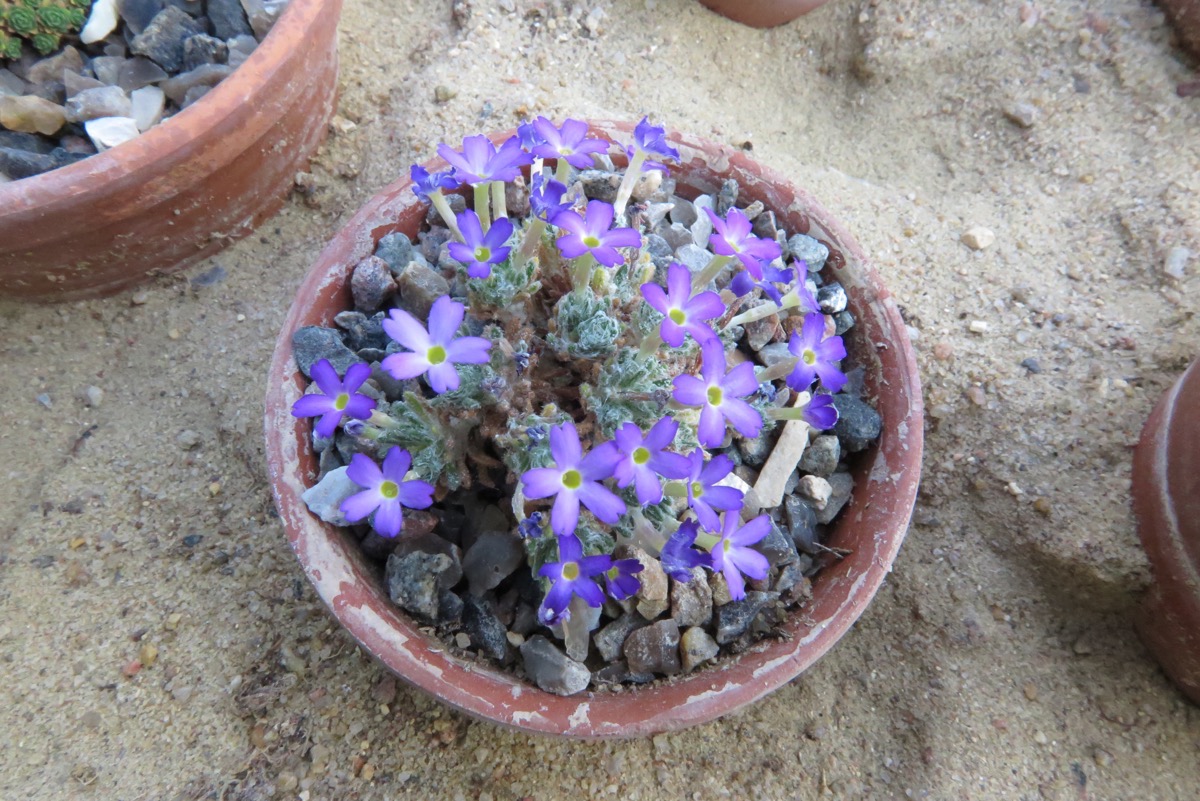 Dionysia archibaldii JLMS