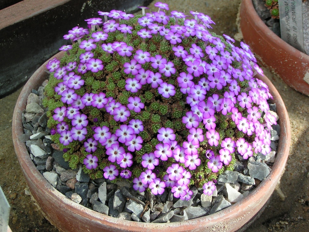 Dionysia bryoides 'Harold Esselmont'