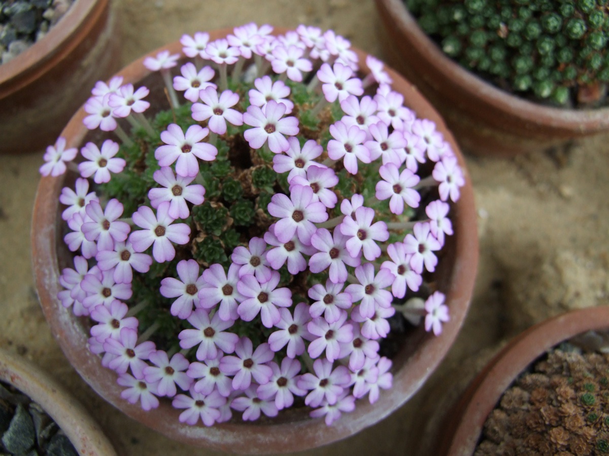 Dionysia bryoides JLMS02-44