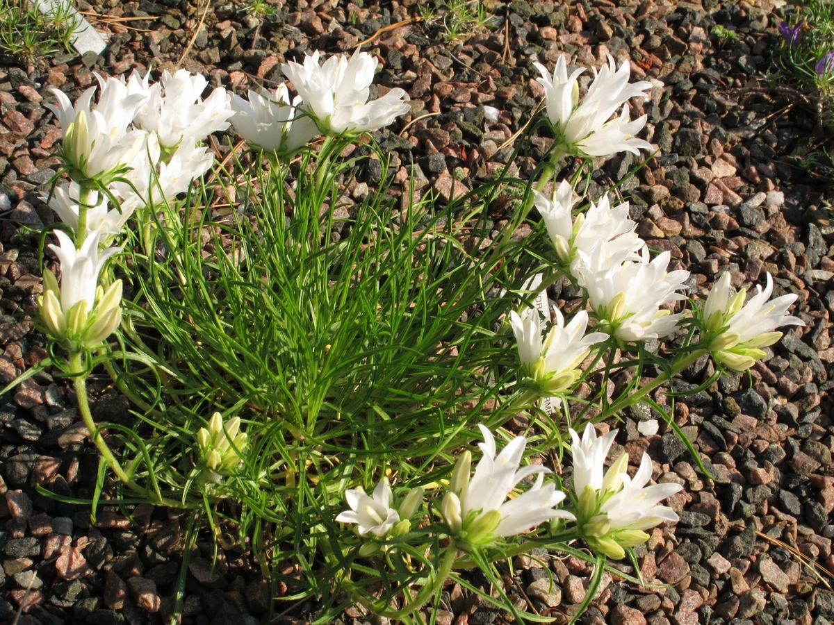 Edraianthus graminifolius alba