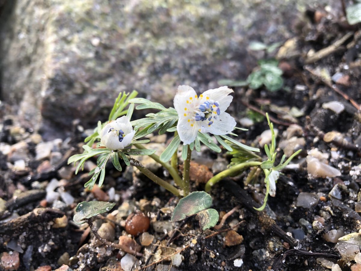 Eranthis pinnatifida