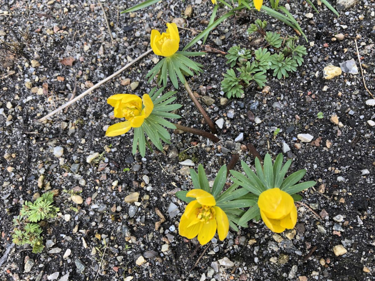Eranthis x tubergenii 'Sachsengold' 20 IMG_2273