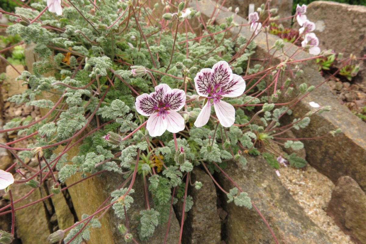 Erodium cheilanthifolium coll Sierra Nevada