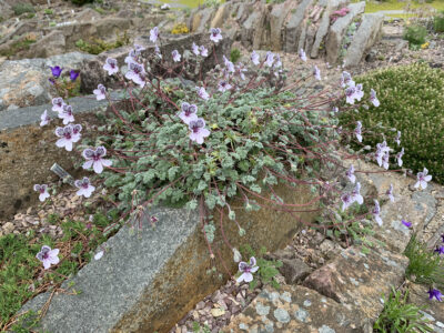 Erodium cheilanthifolium coll Sierra Nevada
