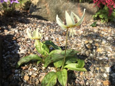 Erythronium californicum' Early White Beauty'
