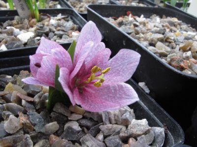 Fritillaria alburyana purple LST 247
